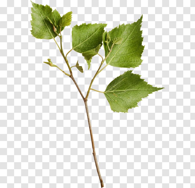 Branch Paper Birch Tree Stock Photography - Plant Stem Transparent PNG