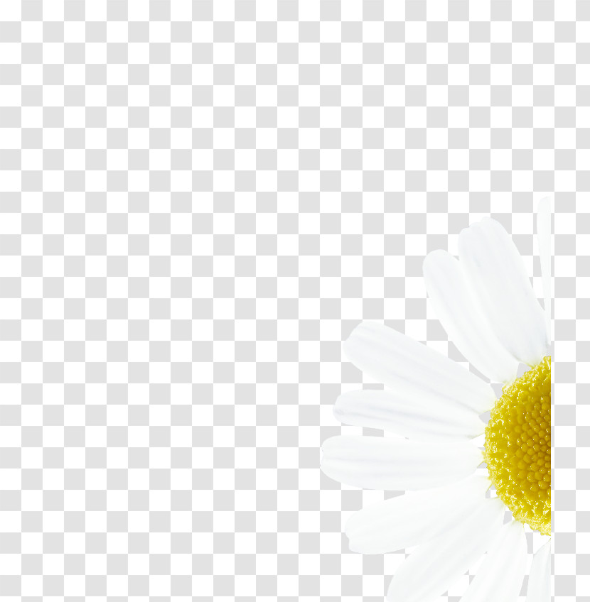 Daisy Transparent PNG