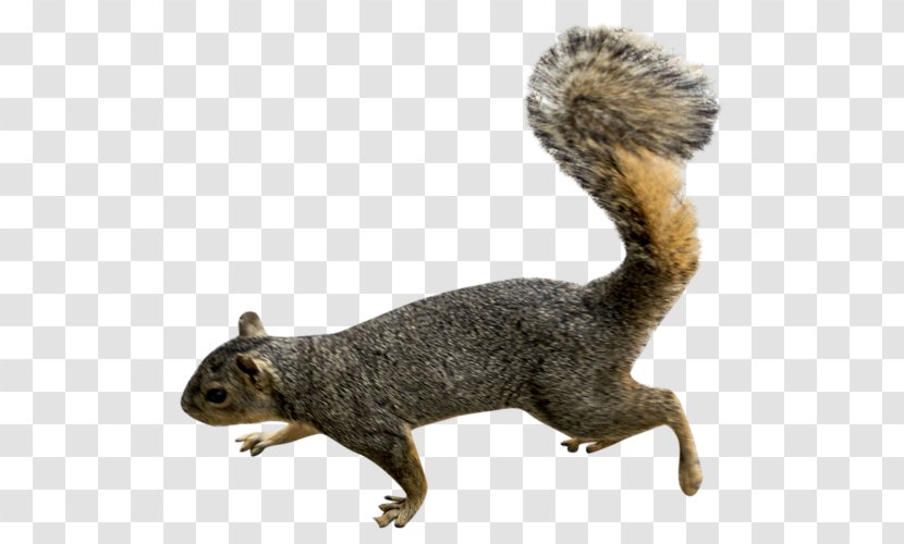 Squirrel Scrat Clip Art - Fox Transparent PNG