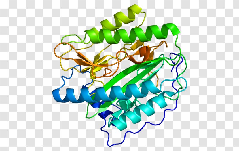 METAP1 Methionyl Aminopeptidase Protein Enzyme - Plant Stem - Cephalosporin Transparent PNG
