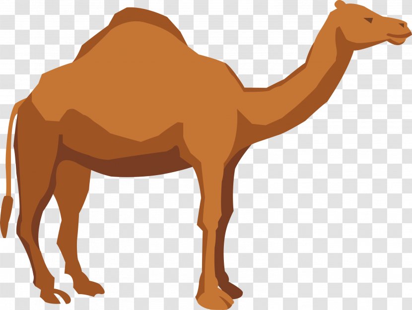 Dromedary Apache Camel Illustration - Like Mammal - Vector Transparent PNG