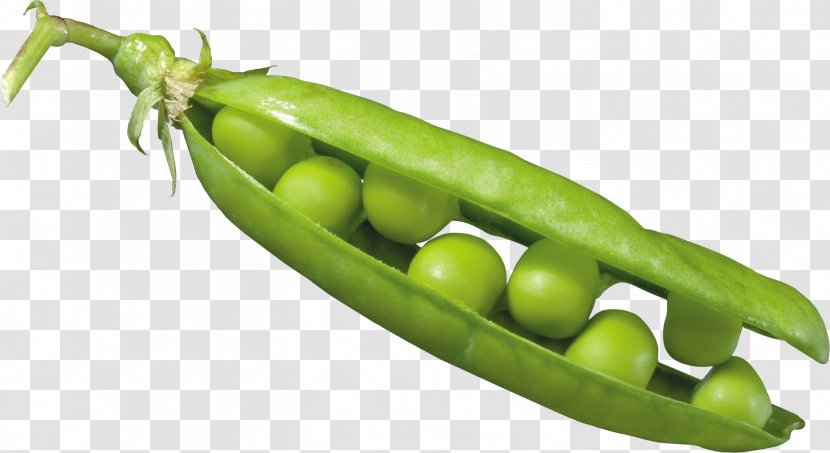 Pea Icon - Broad Bean Transparent PNG