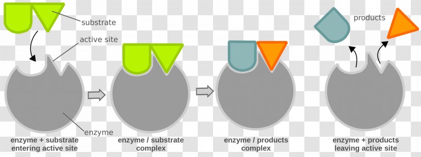 Chemical Reaction Enzyme Substrate Catalysis - Biocatalysis Transparent PNG