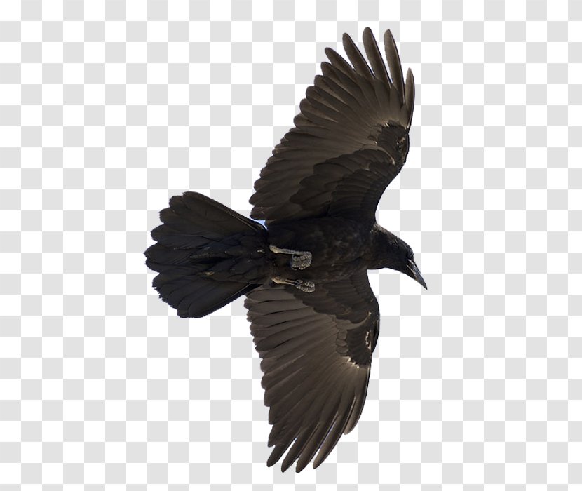 Common Raven Odin Bird Huginn And Muninn - Eagle Transparent PNG