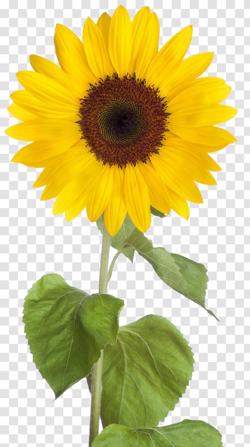 Common Sunflower Clip Art - Flowering Plant - Free Download Transparent PNG