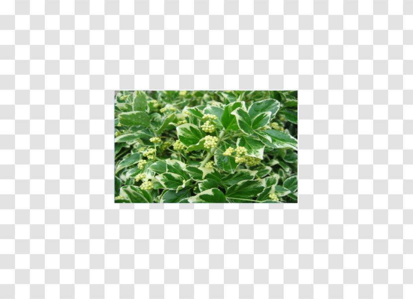 Fortune's Spindle Japanese Laurel Juniperus Procumbens Plant Ligustrum Ovalifolium - Variegation Transparent PNG