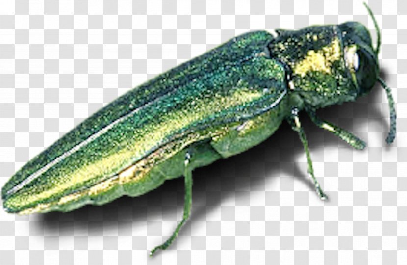 Emerald Ash Borer Beetle Tree Invasive Species - Insect Transparent PNG
