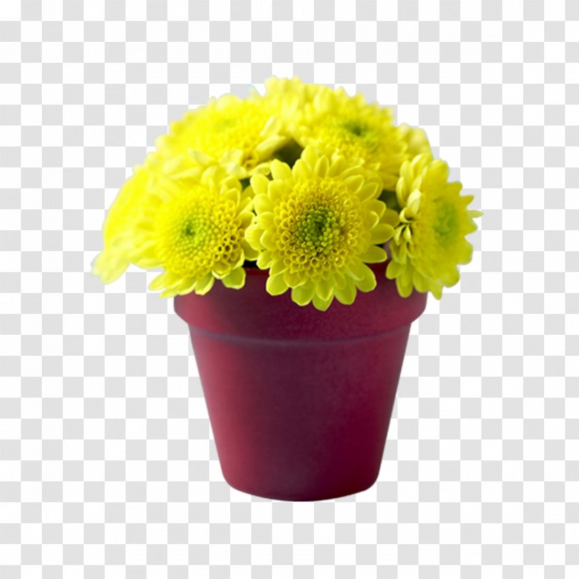 Chrysanthemum Flowerpot Transvaal Daisy Bonsai - Flower - Potted Transparent PNG