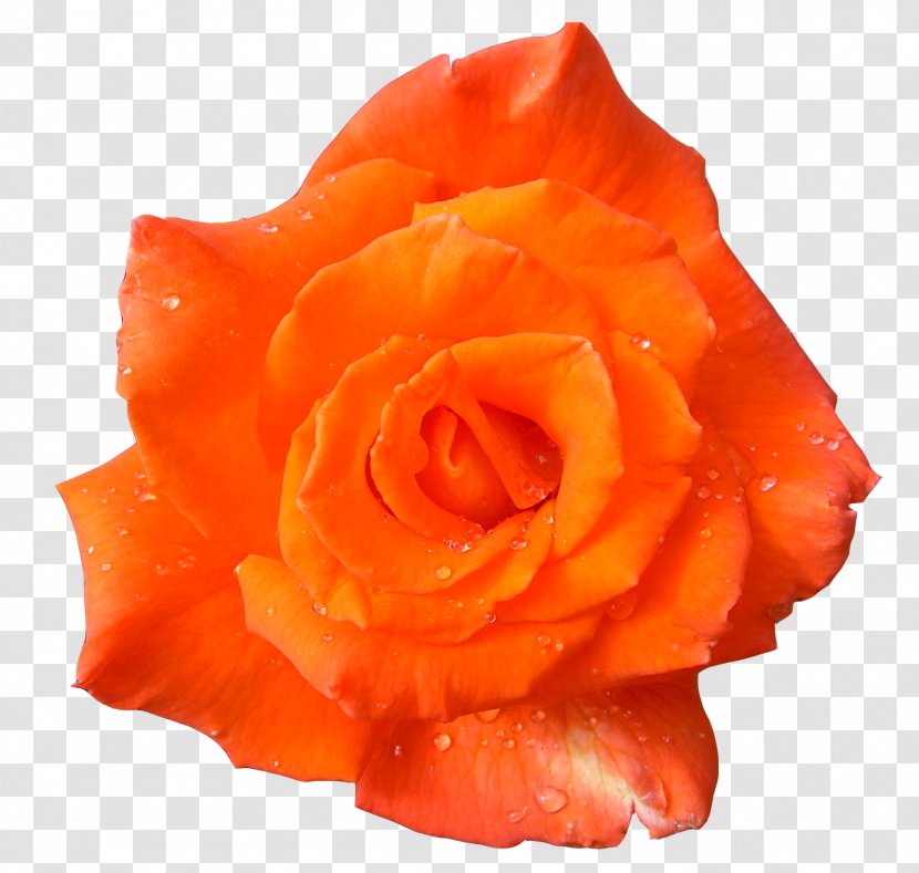 Flower Desktop Wallpaper Clip Art - Rose - Orange Transparent PNG