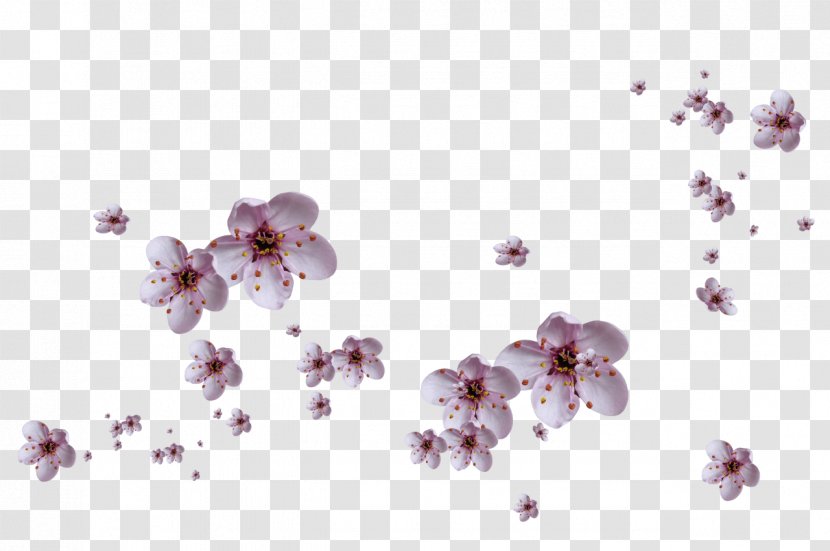 Cherry Blossom Violet Branch - Petal - Flower Transparent PNG