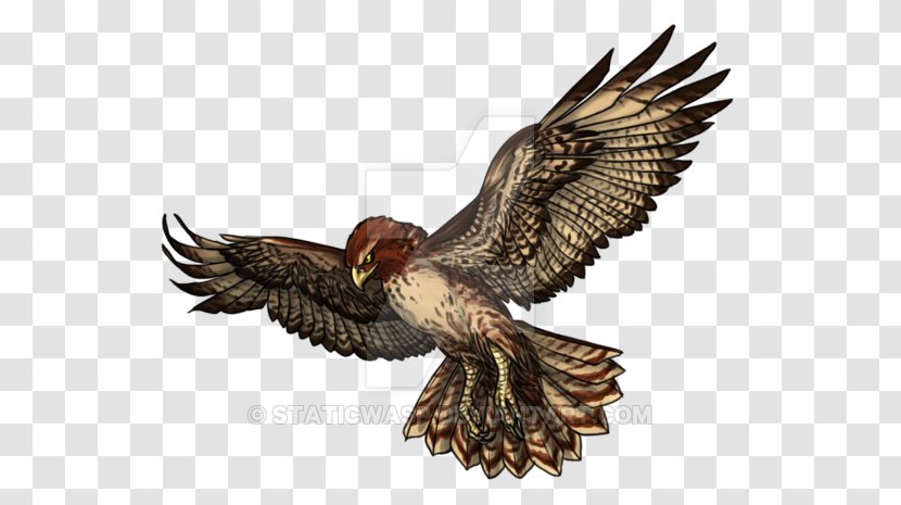 Eagle Buzzard Hawk Stock Photography Beak - Bird Of Prey - Redtailed Transparent PNG