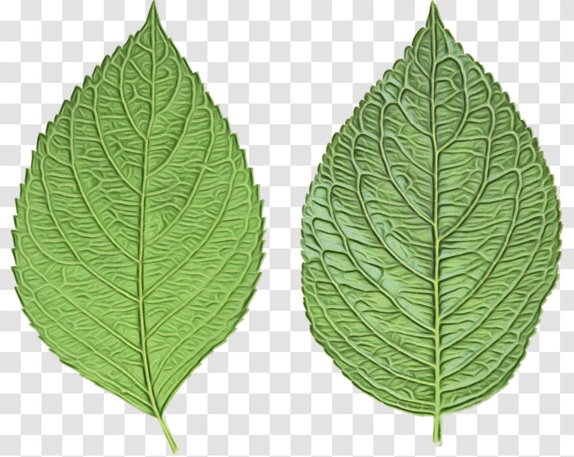 Leaf Drawing Texture Transparent PNG