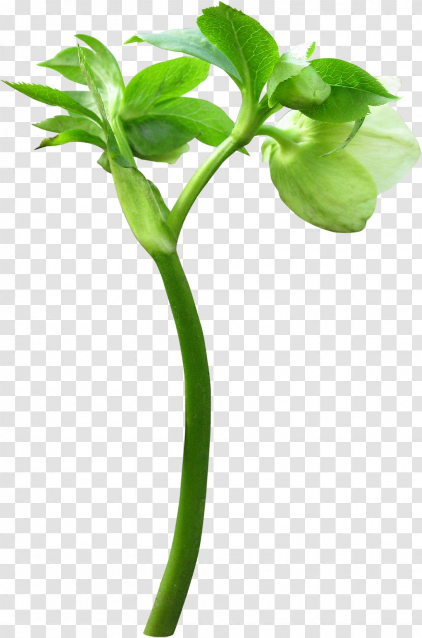 Bud Flower Plant Leaf - Information Transparent PNG