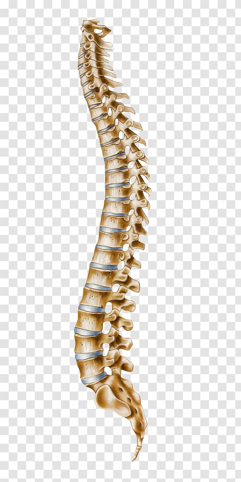 Human Vertebral Column Atlas Cervical Vertebrae - Spine Transparent PNG