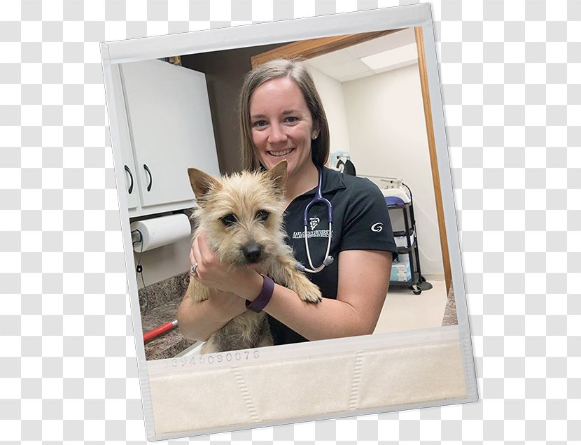 Norwich Terrier Cairn Norfolk Dog Breed Companion - Vulnerable Native Breeds - Puppy Transparent PNG