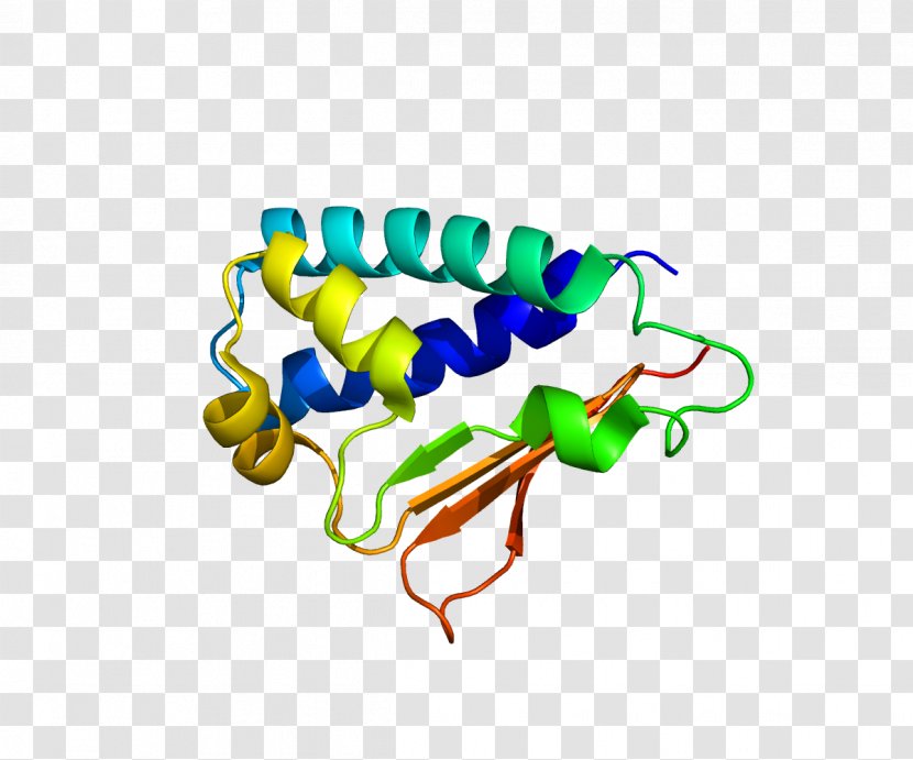 BTG2 Protein Cell Cycle Gene BTG Family, Member 2 - Heart - Tree Transparent PNG
