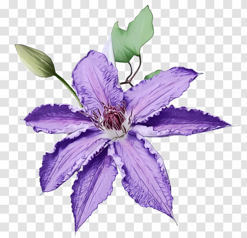Flower Flowering Plant Purple Violet - Bellflower Family Transparent PNG