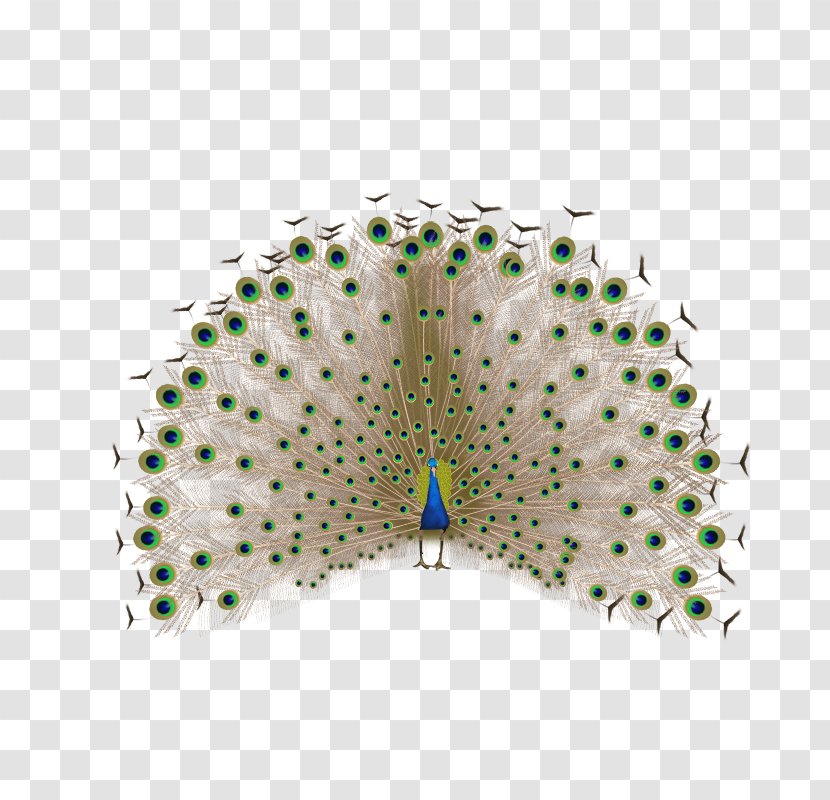 Feather Peafowl - Raster Graphics - Peacock Transparent PNG