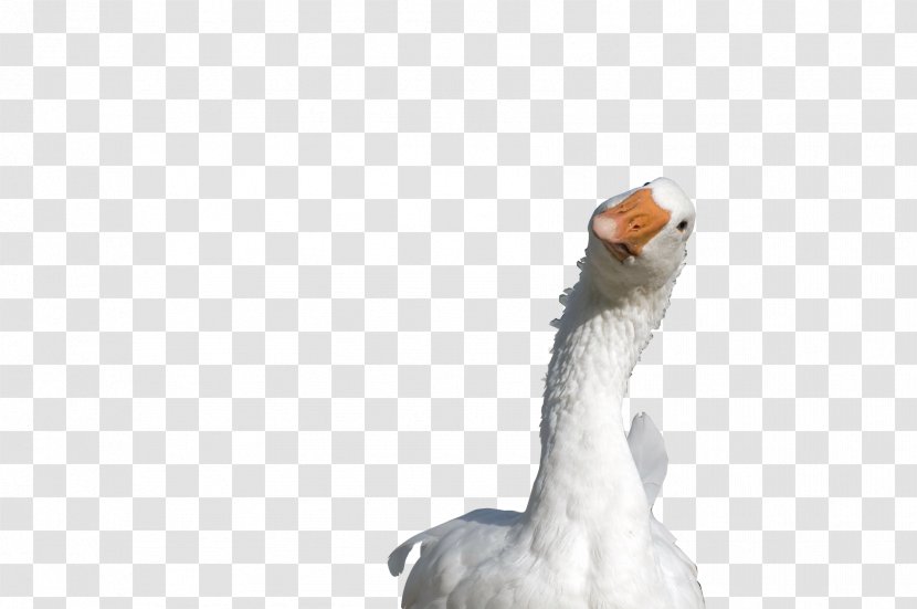 Roast Goose Duck Ganso Anjou Transparent PNG