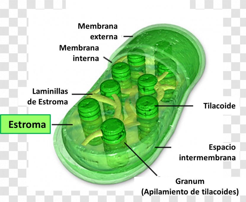 Chloroplast Chlorophyll Photosynthesis Stroma Cell - Plant Transparent PNG