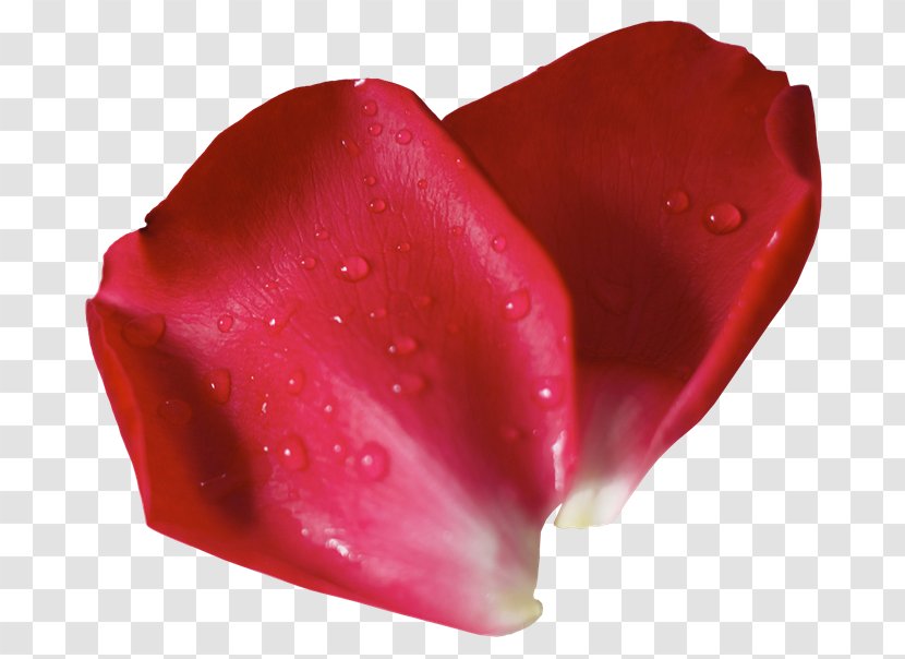 Garden Roses Petal Transparency And Translucency Flower - Red - Rg Transparent PNG