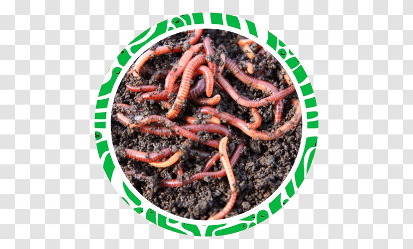 Earthworm Vermicompost Perionyx Excavatus - Farm - Humus Transparent PNG