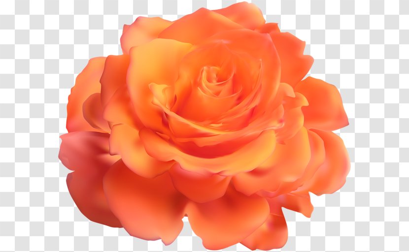 Garden Roses Clip Art - Rose Family - Alovera Transparent PNG