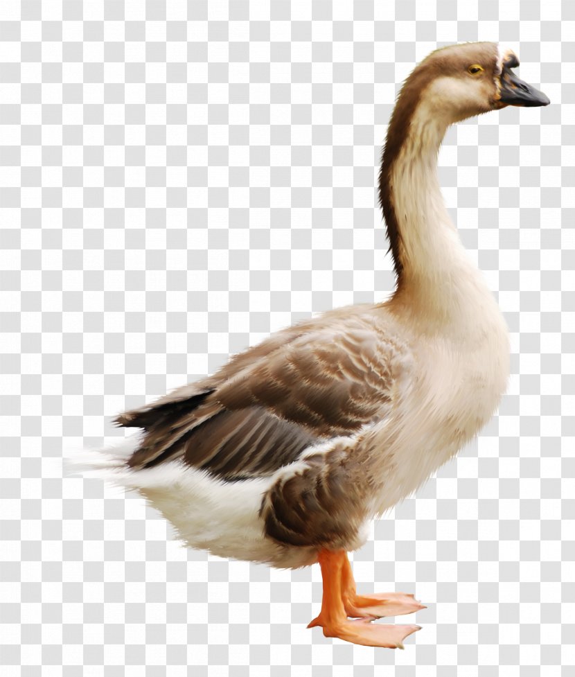 Water Cartoon - Goose - Wildlife Mallard Transparent PNG