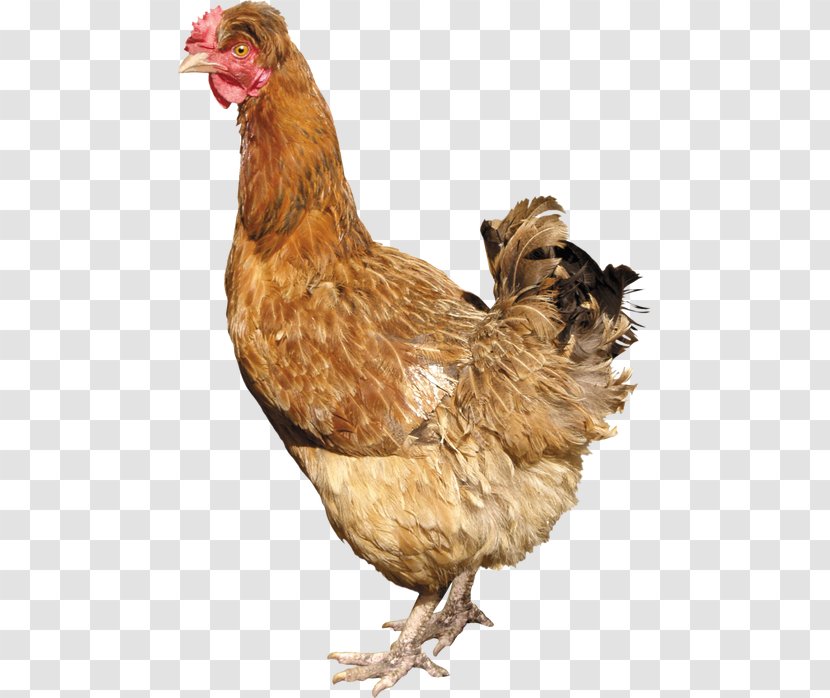 Silkie Solid White Fowl Poultry - Fried Chicken Transparent PNG