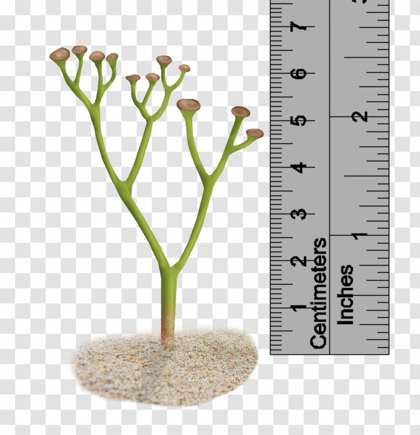 Cooksonia Pertoni Plant Silurian Polysporangiophyte - Carboniferous - Impression Transparent PNG
