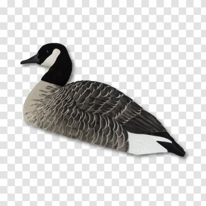 Canada Goose Duck Greylag - Parka Transparent PNG