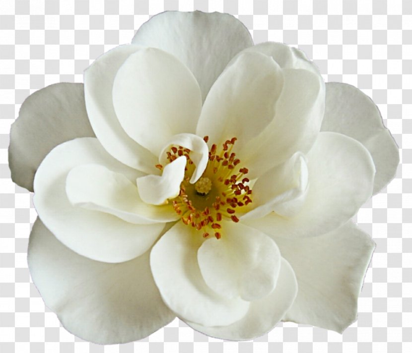 Flower Bouquet White Rose - Order - Peonies Transparent PNG