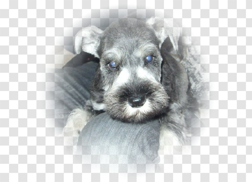 Miniature Schnauzer Standard Schnoodle Puppy Companion Dog Transparent PNG
