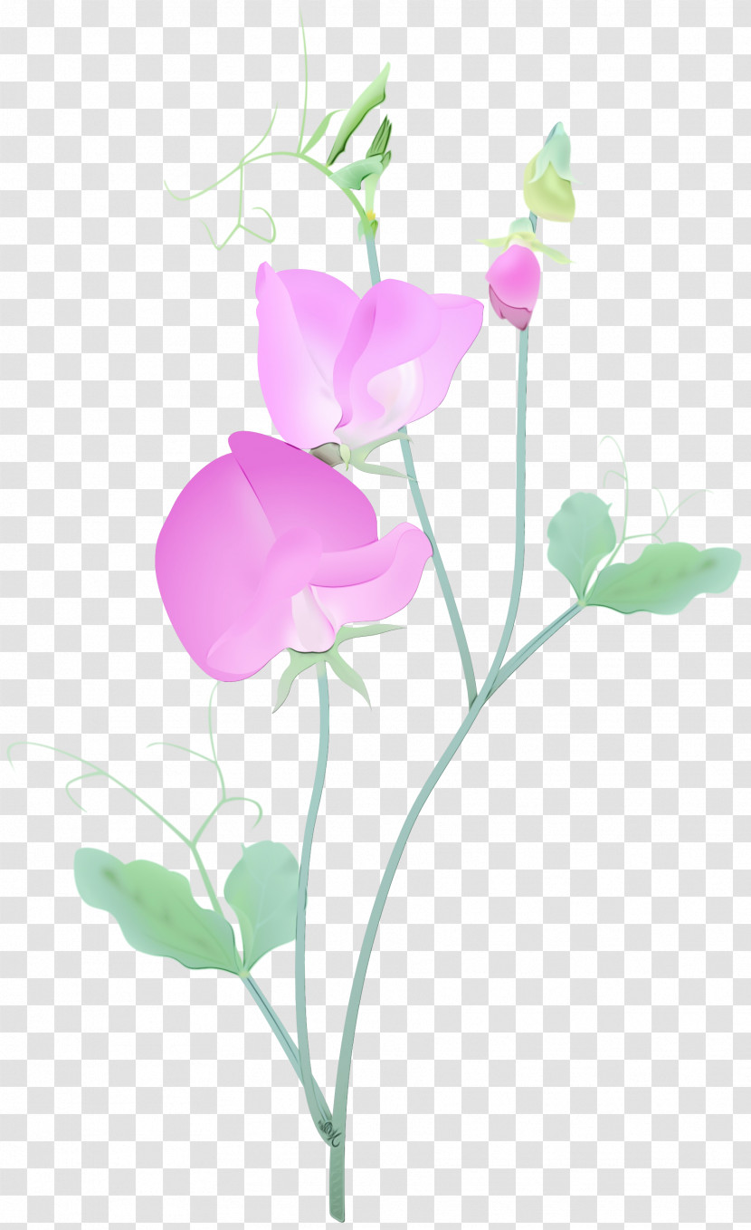 Flower Plant Petal Pink Pedicel Transparent PNG