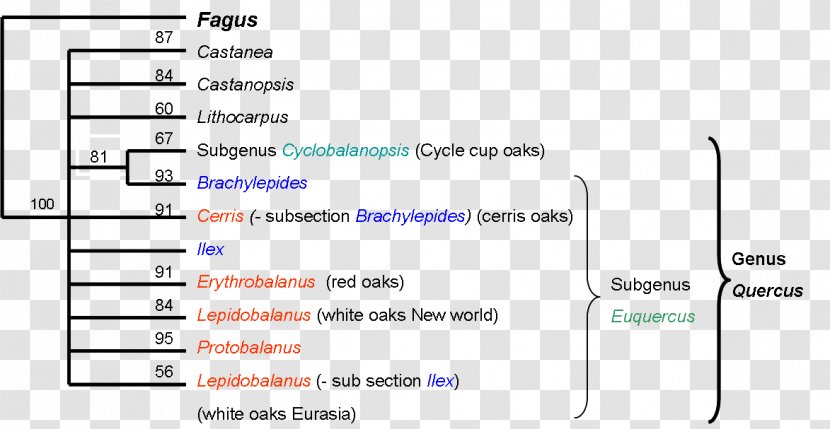 Oak Phylogenetic Tree Phylogenetics Taxonomy - Paper Product - Camus Transparent PNG