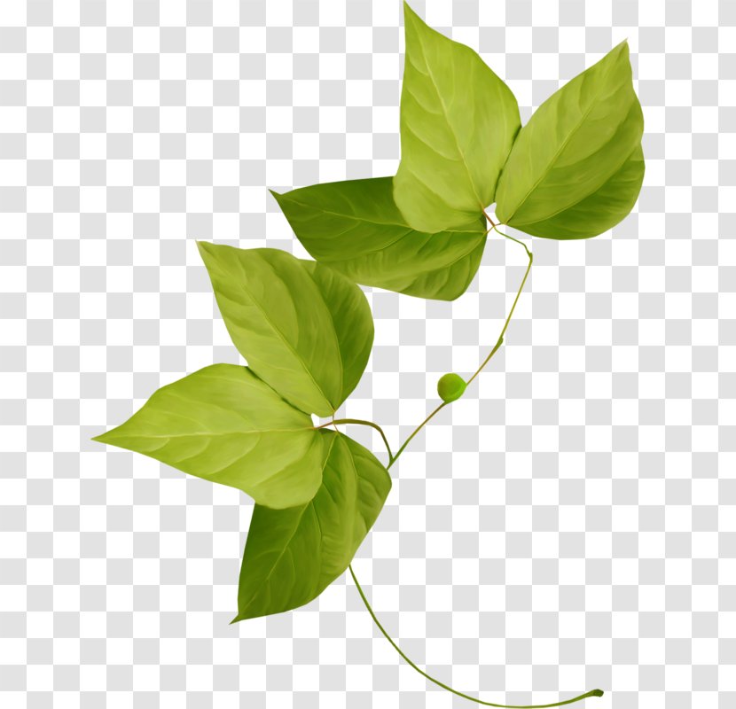 Leaf Plant Flower Variegation Clip Art - Fiddleleaf Fig - Green Leaves Transparent PNG