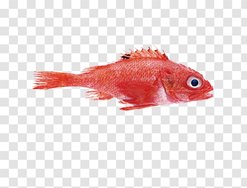 Northern Red Snapper Seafood Mullus Barbatus Fish - Orange - Sequoia Transparent PNG