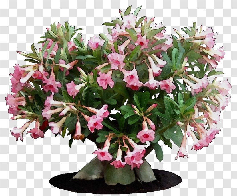 Watercolor Pink Flowers - Cut - Desert Rose Perennial Plant Transparent PNG