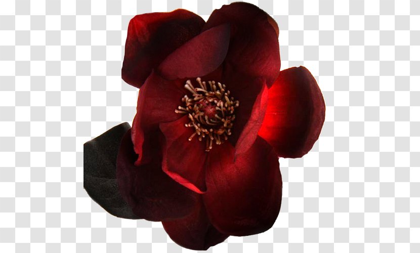 Petal Rose Family Cut Flowers - Flowering Plant Transparent PNG