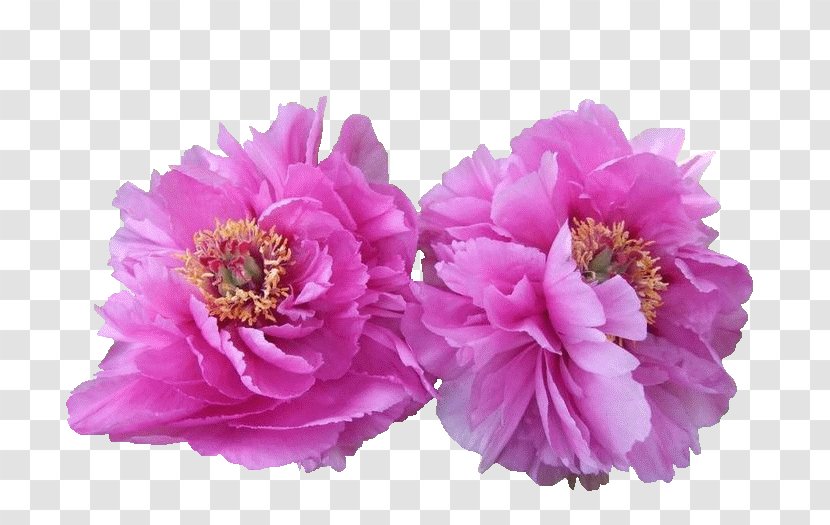 Moutan Peony Commentary On The Water Classic Herbaceous Plant Flower - Burgundypeony Mockup Transparent PNG