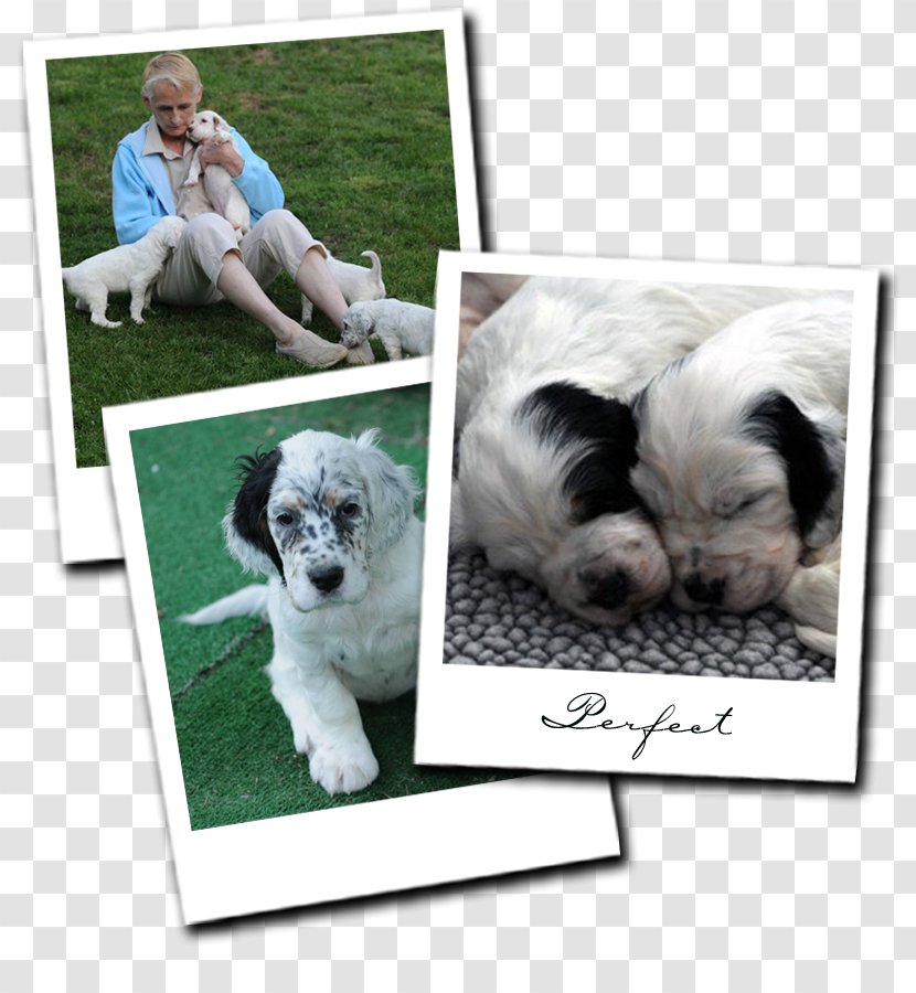 Dog Breed Puppy English Setter Companion - Crossbreed Transparent PNG
