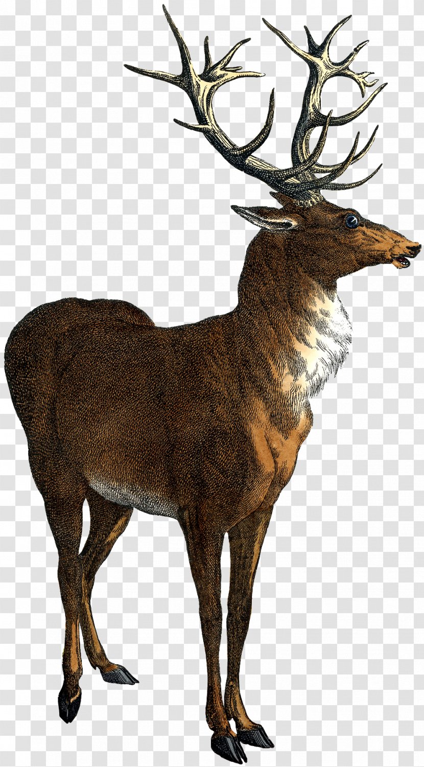 Red Deer Elk Clip Art - Fauna Transparent PNG