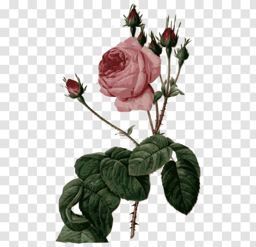 Les Roses Pierre-Joseph Redouté (1759-1840) Cabbage Rose Liliacées - Flora - Rosa Centifolia Transparent PNG