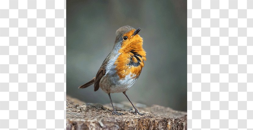 European Robin Bird Photographer Beak Feather - Photography - Singing Transparent PNG