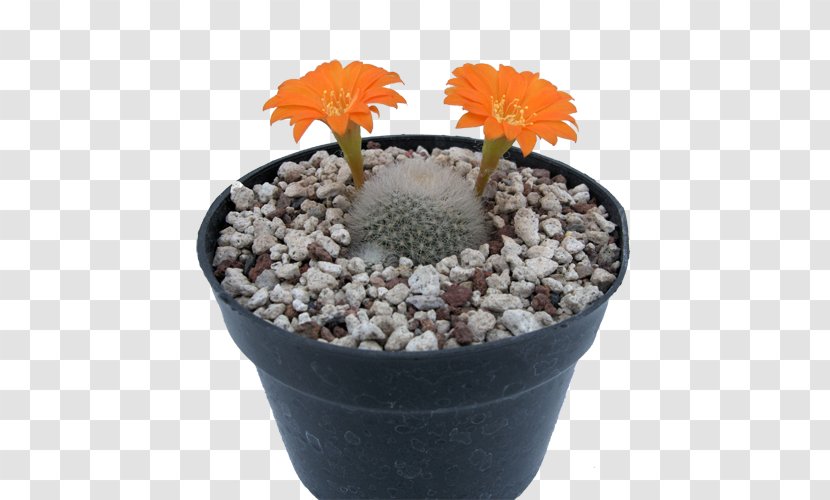 Flowerpot Strawberry Hedgehog Cactus Citroën M Cactaceae Houseplant - Flowering Plant - Musculação Transparent PNG
