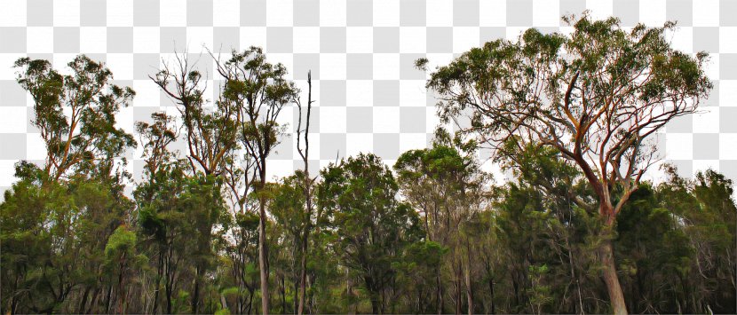 Vegetation Nature Tree Reserve Natural Environment - Biome - Plant Community Jungle Transparent PNG