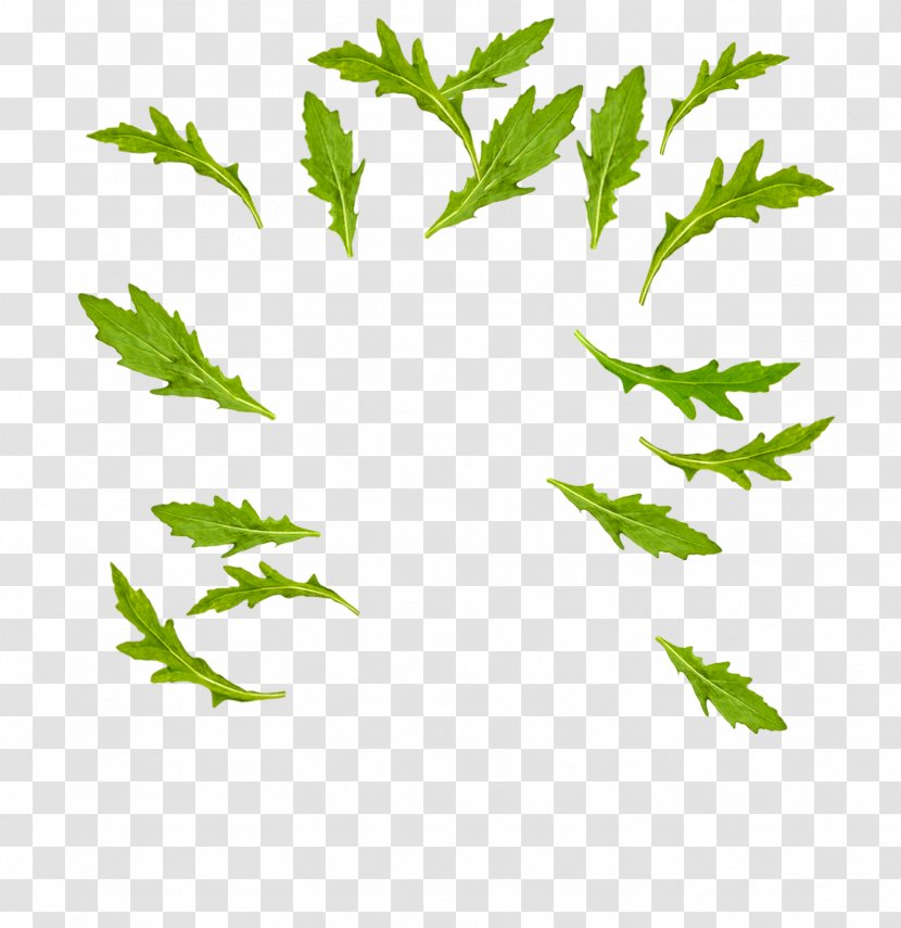 Leaf Vegetable Arugula Misticanza - Ivy Transparent PNG