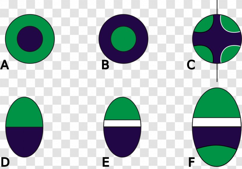 Vascular Bundle Xylem Phloem Cambium Tissue - The Leaf Transparent PNG