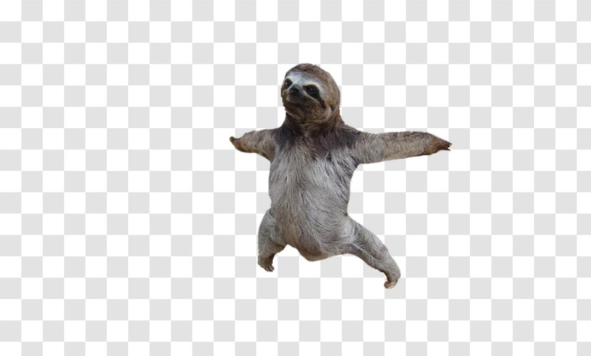 Adopt A Sloth Baby Sloths Clip Art Transparent PNG