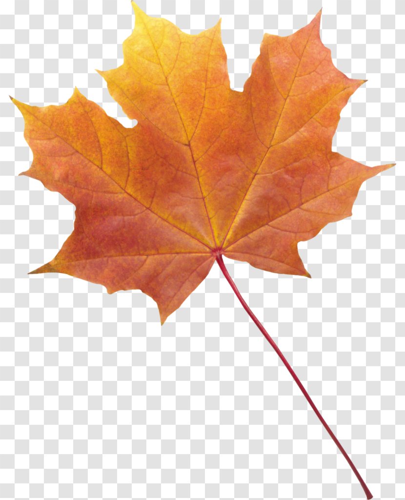 Maple Leaf Autumn Color Leaves Clip Art Transparent PNG